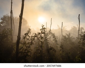 sun rays in smoke over raspberry plantation in garden in autumn
