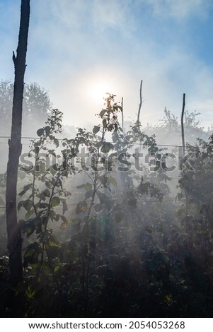 sun rays in smoke over raspberry bushes in garden in autumn