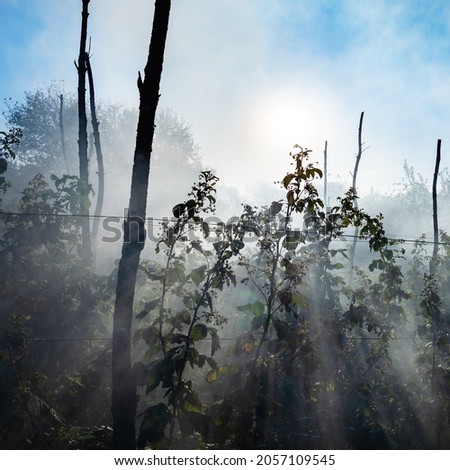 sun rays in smoke over raspberry canes in garden in autumn