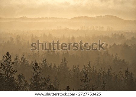 
sun rays spreading across the treetops