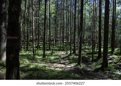 Sun rays in a spruce forest. Yukki village - Powered by Shutterstock