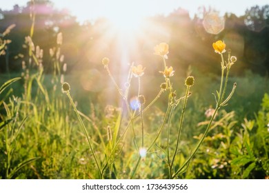 Sun rays at sunset through the grass and flowers in the field. grass field with sunny background. Russia, Vladimir