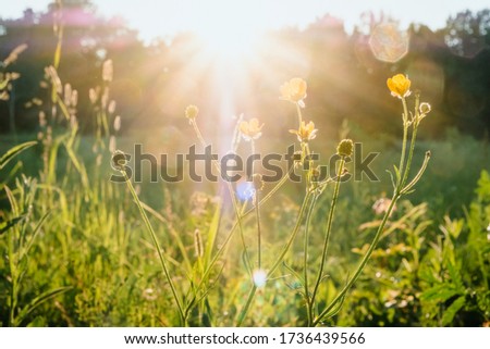 Sun rays at sunset through the grass and flowers in the field. grass field with sunny background. Russia, Vladimir