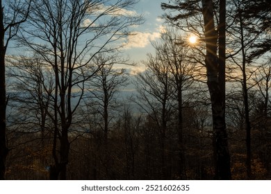 Sun rays through bare tree branches in a serene forest at sunset on a clear winter day. Concept of tranquility, the beauty of nature and the peacefulness of wildlife in the golden hour. High quality