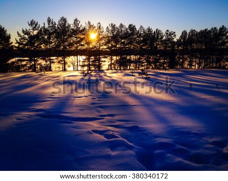 sun rays through the branches of trees in winter. pink and purple shadows on the snow in the forest by the setting sun. winter landscape