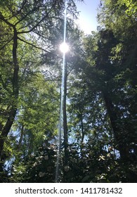 Sun rays through forest trees and flowers