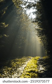 Sun Rays Through the Forest Trees Illuminating a Serene Woodland Path