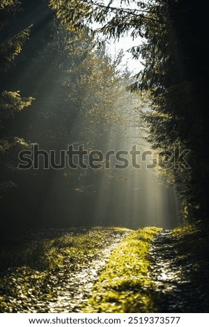Sun Rays Through the Forest Trees Illuminating a Serene Woodland Path