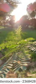 Sun rays through leaves 
