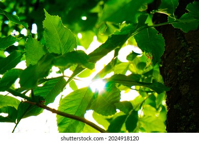 The sun rays through the leaves of the tree. Beautiful nature. Good screensaver or wallpaper.