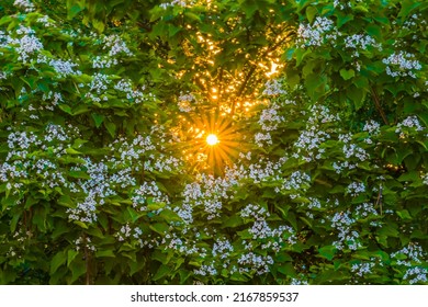 Sun Rays Through The Leaves Of Trumpet Tree