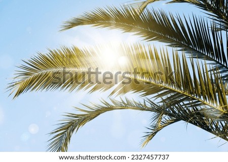 Sun rays through the palm tree leaves over blue sky. Summer sunset scenery. Holidays and summertime background.