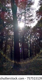 SUN RAYS THROUGH A TREE