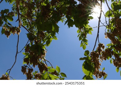 Sun rays through tree branches