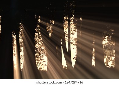 sun rays through trees