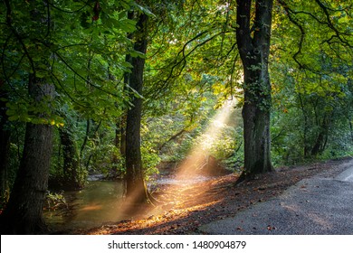 Sun Rays through the trees