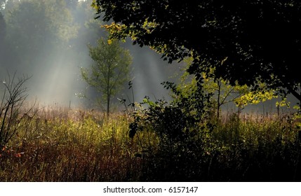 Sun Rays Through Trees