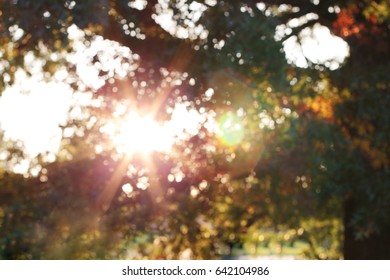 Sun Rays Through Trees