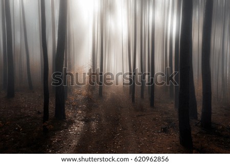 Similar – Foto Bild noch´ n wald Umwelt Natur