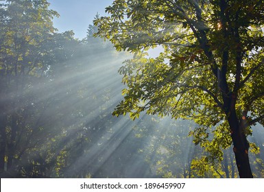 sun rays through the trees in the forest