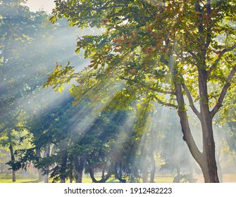 sun rays through the trees in the forest