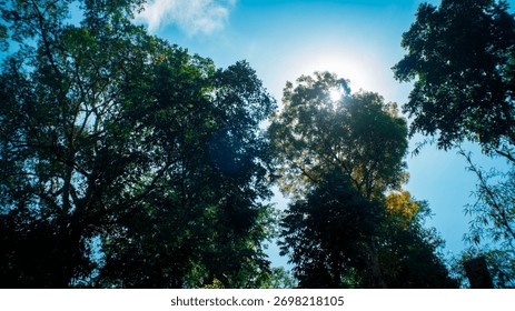 sun rays through trees in forest