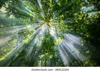 sun rays through the trees in the forest in sunny day