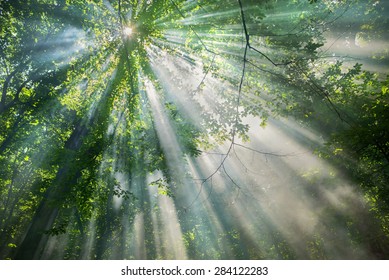 Sun Rays Through The Trees In The Forest