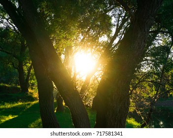 sun rays through trees landscape