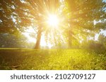 sun rays through trees leaves
