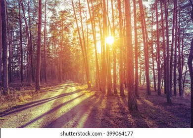 75,287 Sun rays through trees Images, Stock Photos & Vectors | Shutterstock