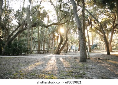 Sun Rays Through Trees Tropical
