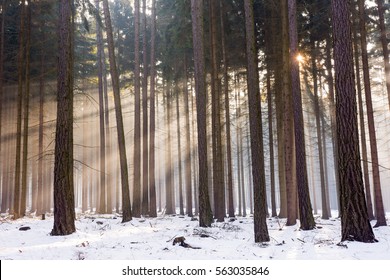 Sun rays through trees in winter misty forest.