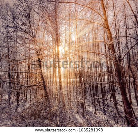Sun Rays through trees in a Winter Forest with Snow in the ground and Leaves 
