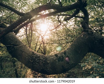 Sun rays through the woods