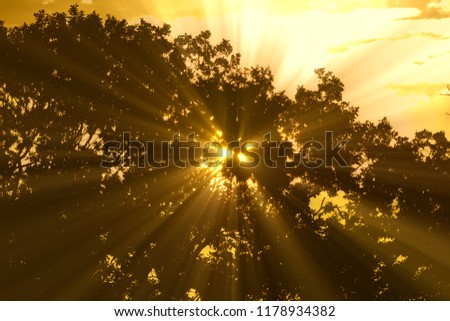 Image, Stock Photo Pine silhouette in sunrise morning misty light