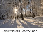 sun rays in winter forest
