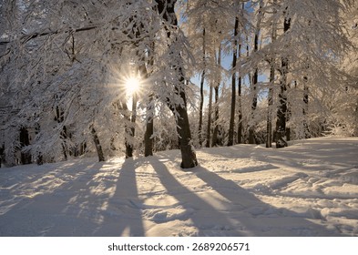 sun rays in winter forest