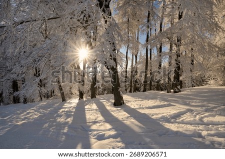 sun rays in winter forest