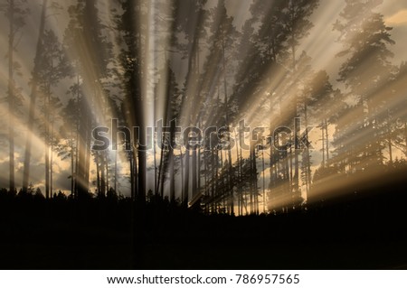 Image, Stock Photo In the pine forest trees are burning