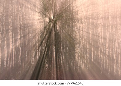 sun rays in the woods in the winter