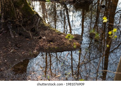 Sun reflection in spring water
