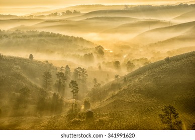 The Sun Rise In Coffee's Farm In Da Lat, Vietnam.