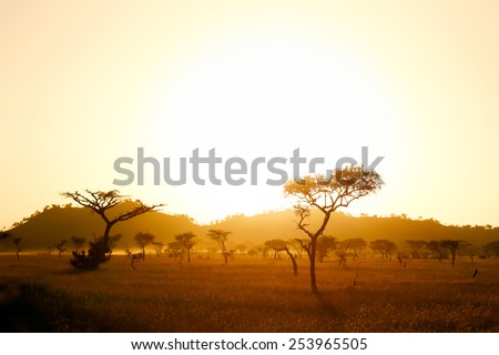 Sun rise on the africa savannah