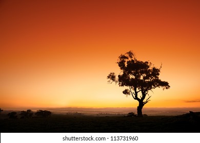 Sun rises behind an Australian gum tree