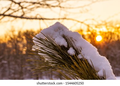 The Sun Rises Behind A Branch Of Snowy Pine Needles.