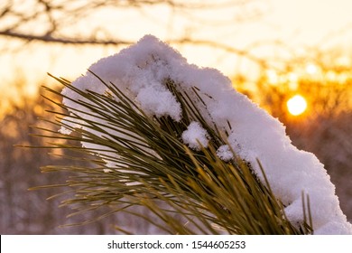 The Sun Rises Behind A Branch Of Snowy Pine Needles.