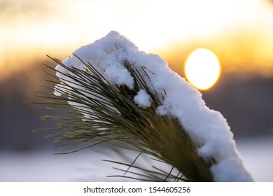 The Sun Rises Behind A Branch Of Snowy Pine Needles.