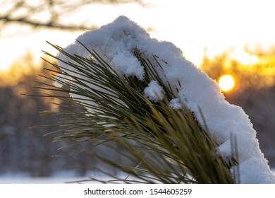 The Sun Rises Behind A Branch Of Snowy Pine Needles.