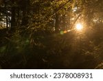 The sun rises to illuminate a bivouac site during a field training exercise (FTX) in Rochester, N.H. Aug. 19, 2020. 